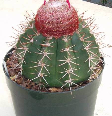 melocactus_neryi